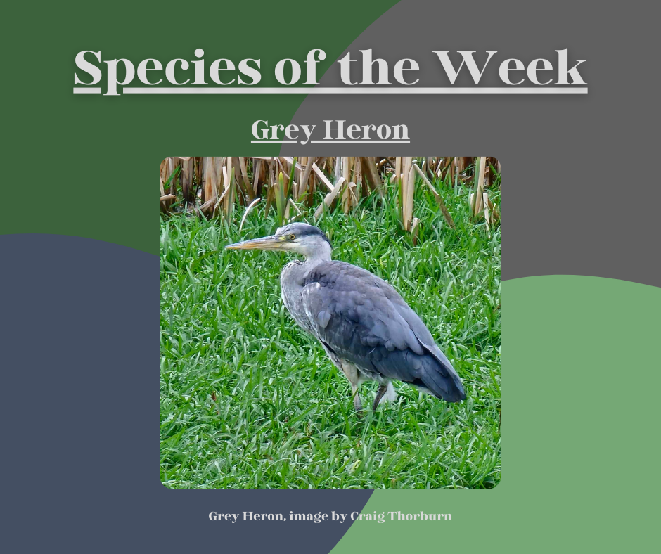 Grey Heron Grey Heron
